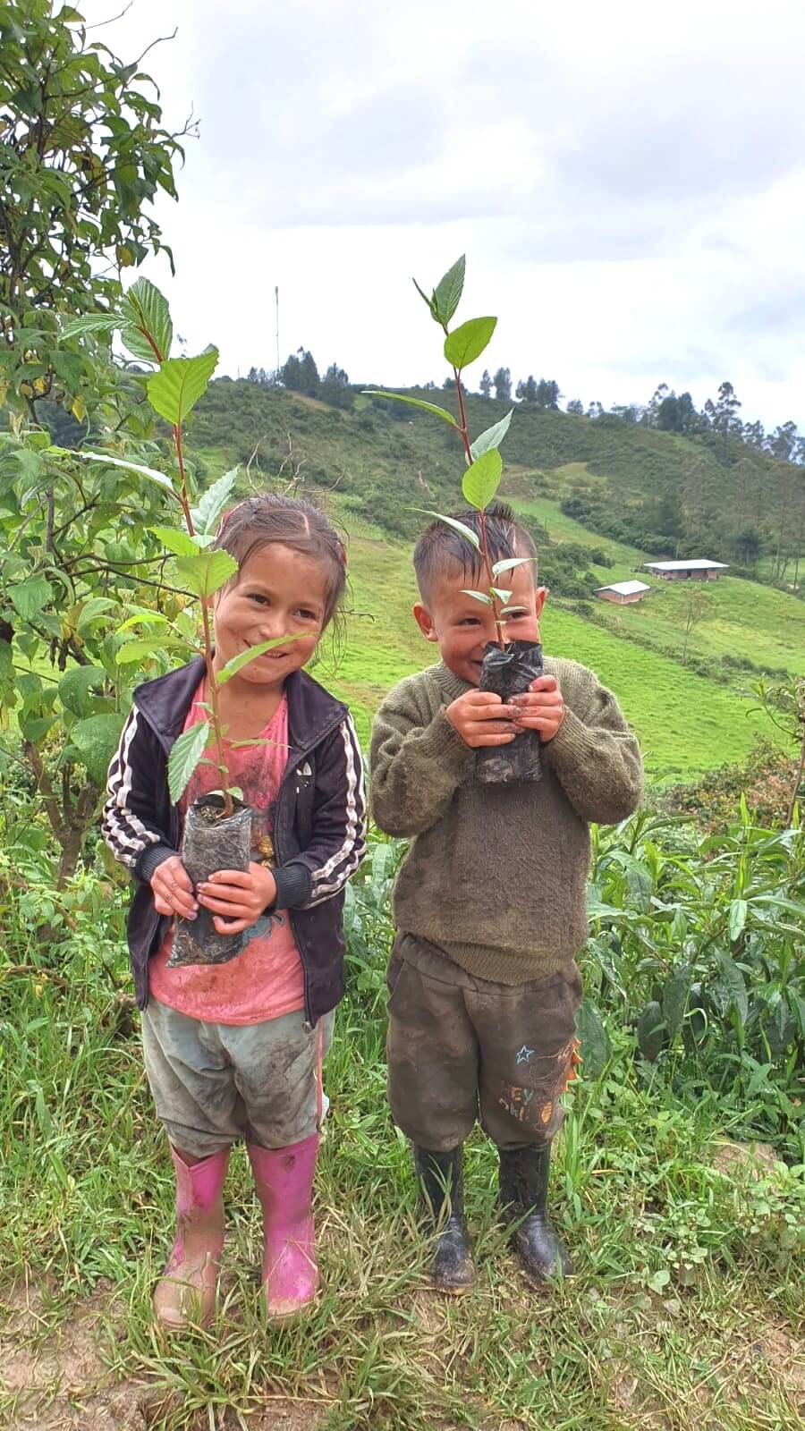 Vivero móvil municipal impulsa la siembra de aliso y fortalece el agro en Chota Cajamarca Perú