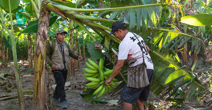 familias asháninkas impulsan producción de plátano como alternativa económica Río Tambo Junín Perú Devida