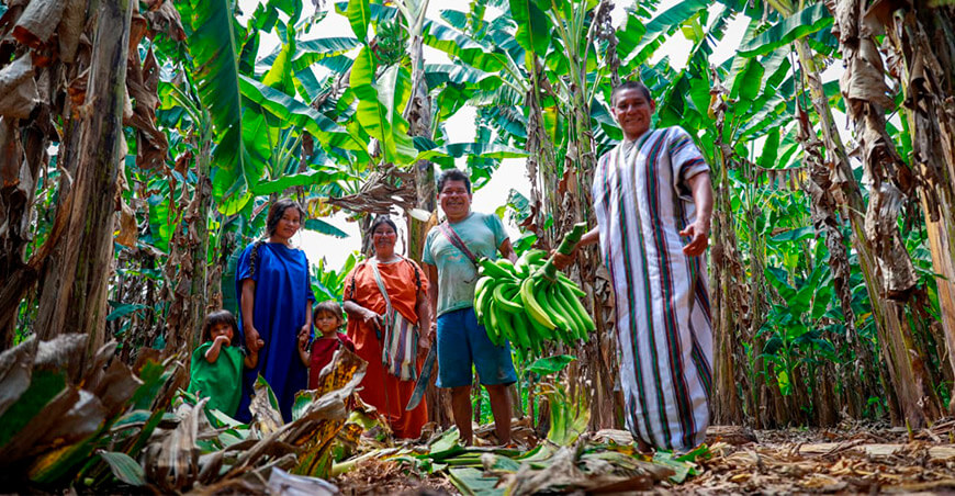 familias asháninkas impulsan producción de plátano como alternativa económica Río Tambo Junín Perú Devida