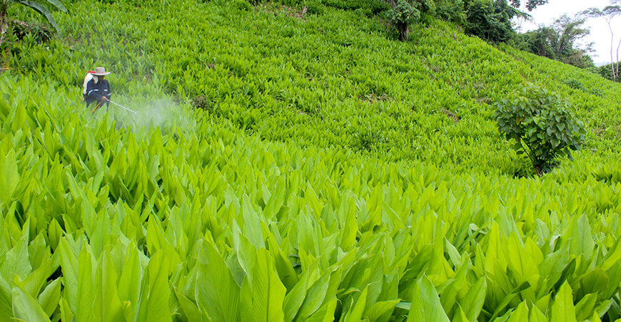 Proyecto Palillo Vraem Provraem Perú fumigación cultivo cúrcuma Perú