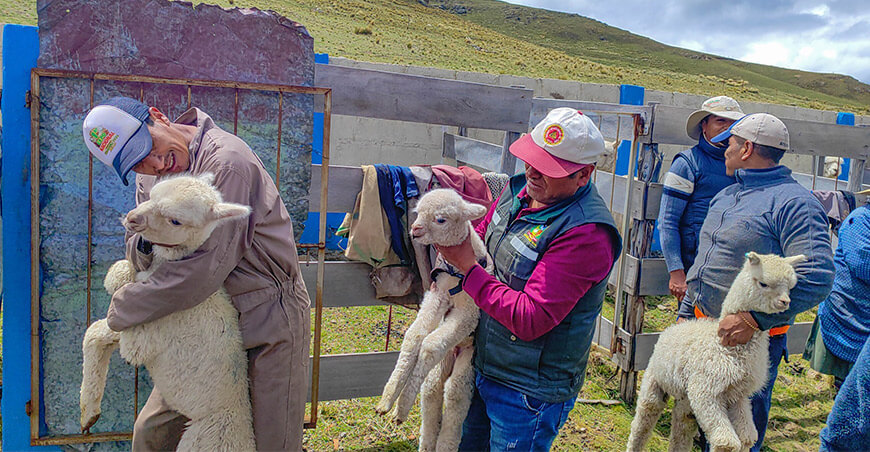 Identifican crías de alpacas nacidas mediante campaña de empadre controlado en Ajoyani Puno Perú