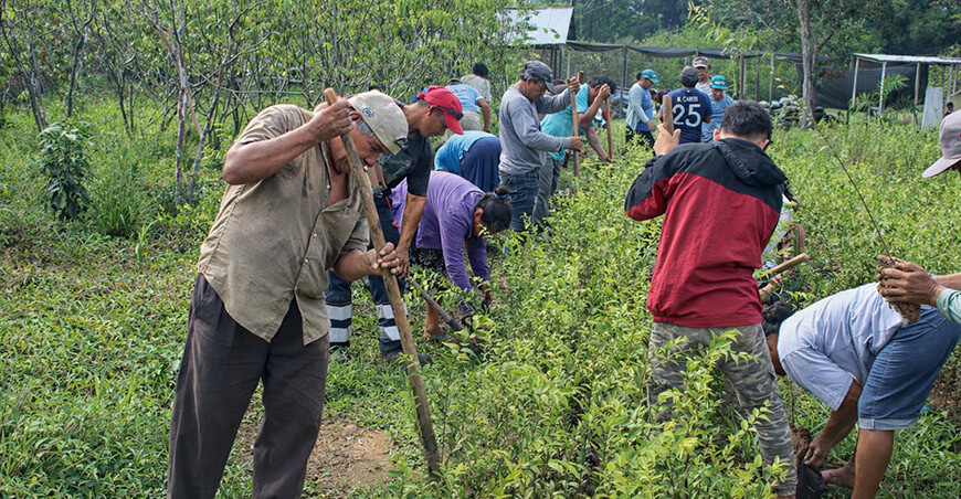 IIAP agroforestería Loreto Ucayali Perú 