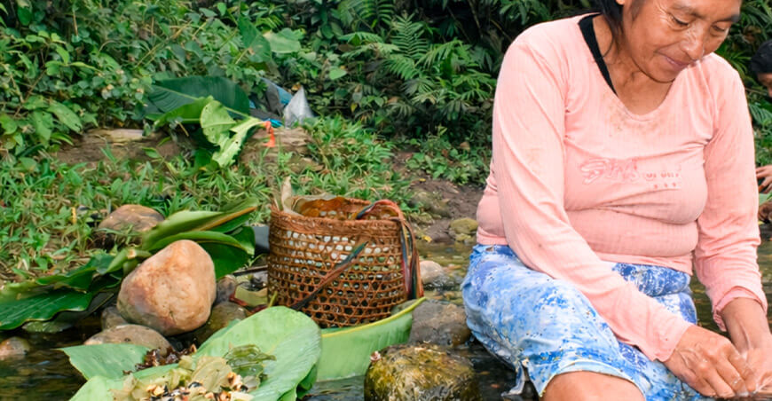 Estudian alimentos tradicionales indígenas para mejorar la salud en comunidades amazónicas IIAP Perú