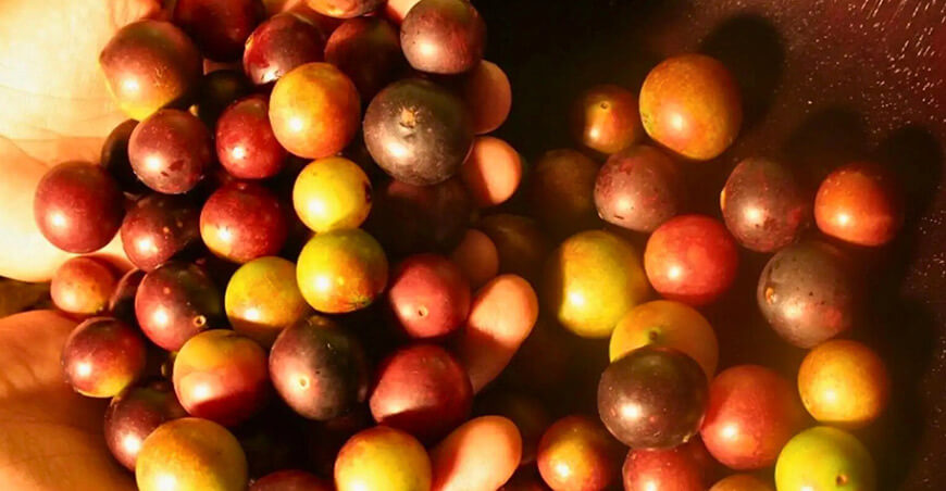 Promueven el procesamiento de camu camu para elevar su precio y evitar pérdidas Ucayali IIAP Perú