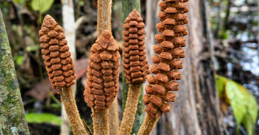 la Zamia urarinorum, la primera cícada adaptada a ambientes permanentemente inundables IIAP Perú