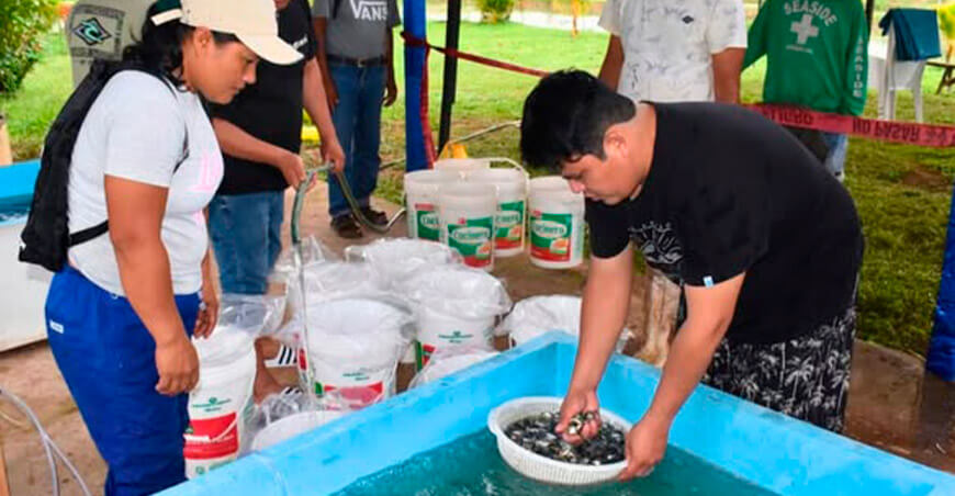 IIAP impulsa la acuicultura para enfrentar la minería ilegal en Puerto Inca con entrega alevinos paco en Huánuco Perú