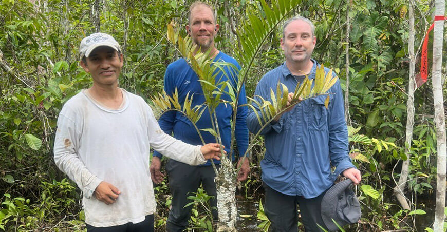 la Zamia urarinorum, la primera cícada adaptada a ambientes permanentemente inundables IIAP Perú