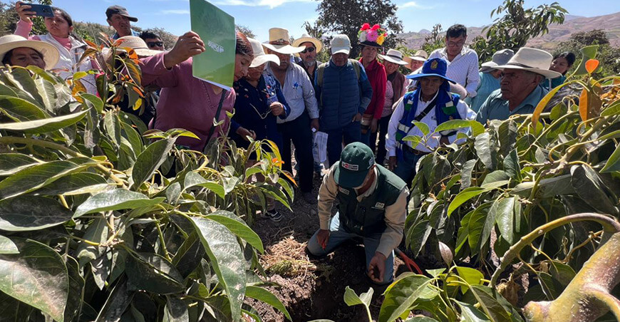 INIA asistencia técnica capacitación productores de palto Perú