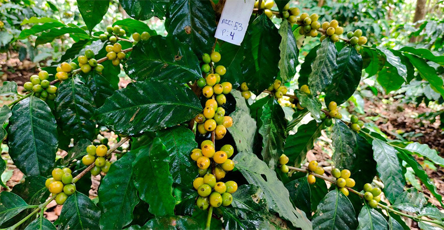 INIA identifica genotipos de café tolerantes a la roya amarilla en Perú