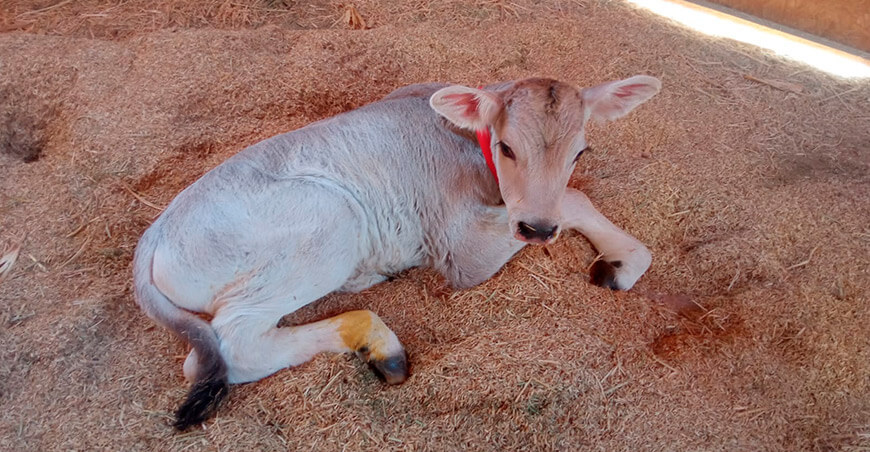 INIA logra nacimiento de ternero Brown Swiss de alta calidad genética para fortalecer la producción láctea Arequipa Perú