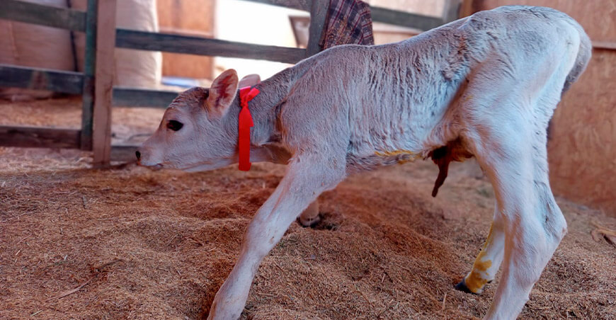 INIA logra nacimiento de ternero Brown Swiss de alta calidad genética para fortalecer la producción láctea Arequipa Perú 