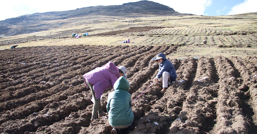 INIA instaló accesiones de papa nativa para mejorar su calidad en la Zona de Agrobiodiversidad Andenes de Cuyocuyo
