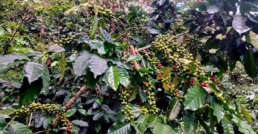 INIA identifica genotipos de café tolerantes a la roya amarilla en Perú