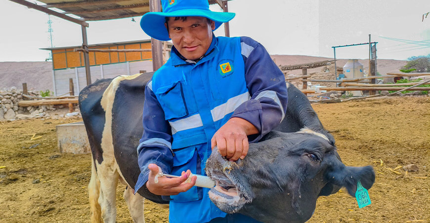 inmunizaron ganado vacuno San Antonio Moquegua Perú