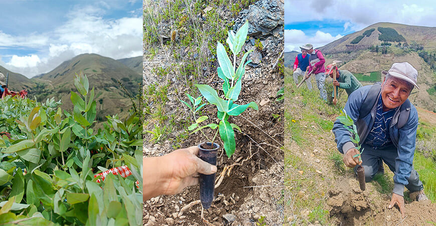 Instalaron 3000 plantones de eucalipto en el centro poblado de Ccatupata Ayacucho Perú