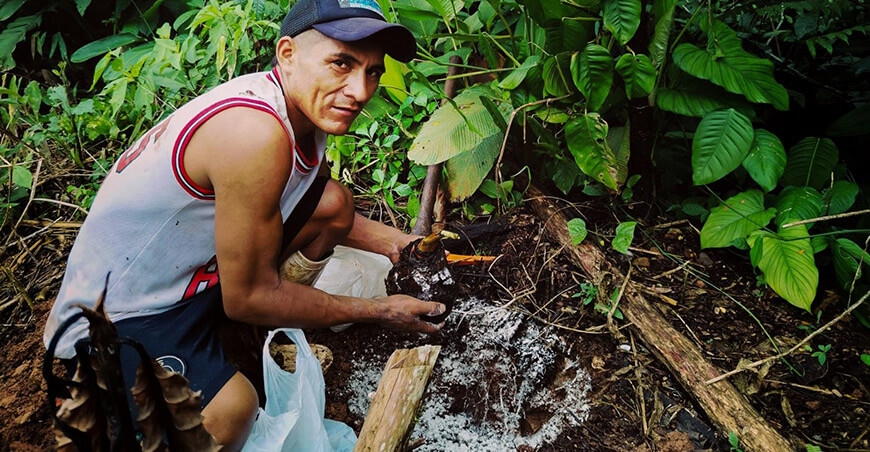Proyecto Frutales impulsa el cultivo de plátano Hartón en Ayapata Puno Perú