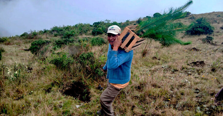 Reforestan Salcabamba con 10 000 plantones de pino radiata Huancavelica Perú 