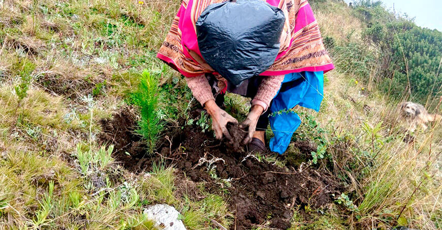 Reforestan Salcabamba con 10 000 plantones de pino radiata Huancavelica Perú