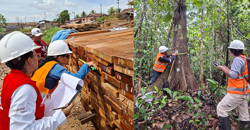 ITP entregó certificados de competencias laborales a 31 participantes del sector forestal Loreto Perú