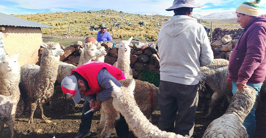 kits veterinarios alpacas Moquegua Perú