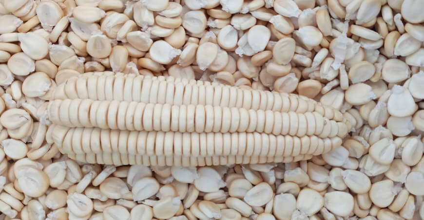 Nueva variedad de maíz amiláceo INIA 625 – Mayuhuayllino Perú