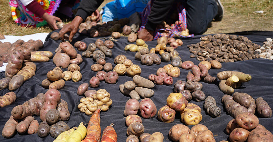 presentarán oficialmente el libro "Papas, mashuas y otros tubérculos nativos de Tircos, Huanta" Ayacucho Perú