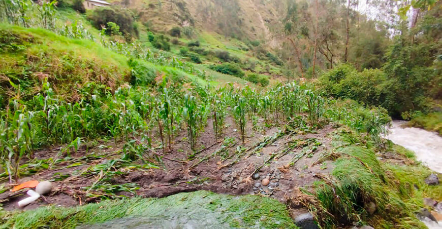Lluvias incrementan el riesgo fitosanitario en cultivos de las regiones andina y amazónica Senamhi Perú
