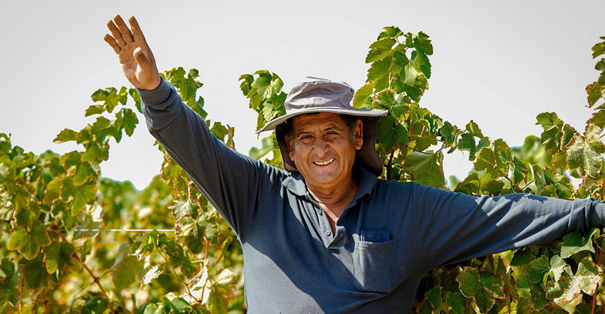 Productor de Magollo obtiene el primer lugar en el Concurso del Mejor Campo de Vid Tacna Perú