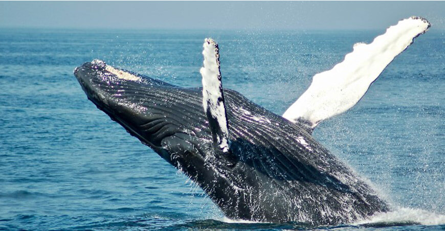 Impulsan estrategia para proteger a las ballenas jorobadas del tráfico marítimo Perú