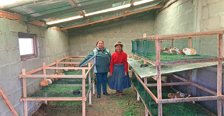 Módulos de hortalizas y crianza de animales menores fortalecen la seguridad alimentaria Puno Perú