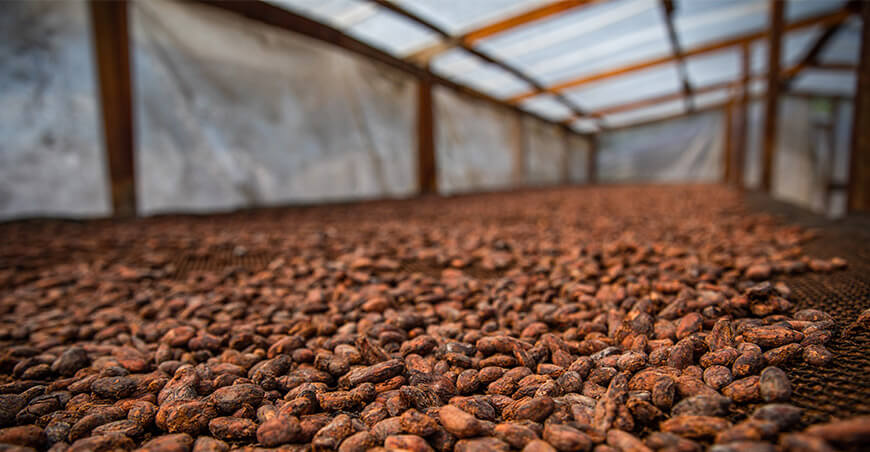 Devida implementó 271 módulos de poscosecha de cacao en el Vraem Devida Perú