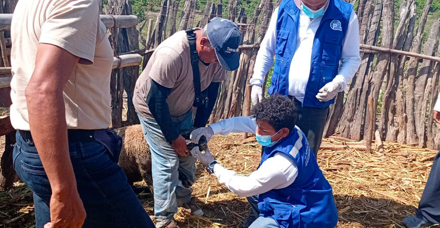 Capacitan a ganaderos en prevención del moquillo ovino en Las Lomas Piura