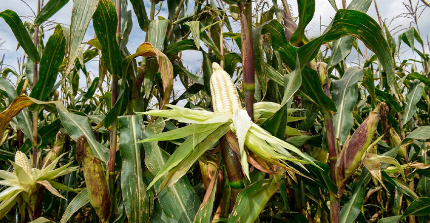 Nueva variedad de maíz amiláceo INIA 625 – Mayuhuayllino Perú