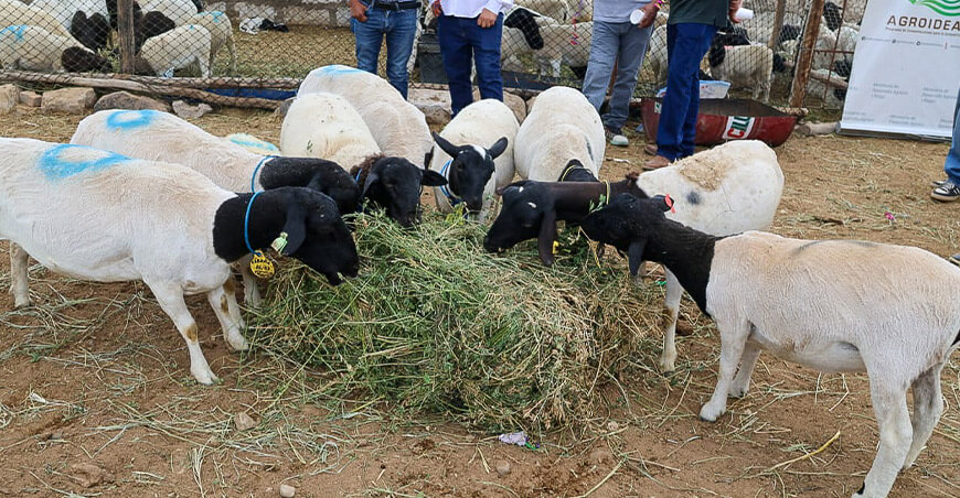 Agroideas entregó ovinos de raza Dorper a asociación de ganaderos de La Joya Arequipa Perú