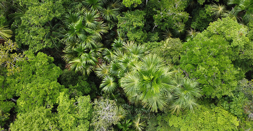 IA y drones permiten identificar palmeras de aguaje en área de manejo sostenible en Loreto Perú Osinfor
