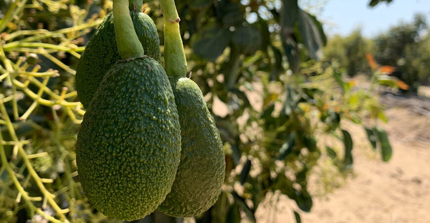 palta Hass peruana Perú
