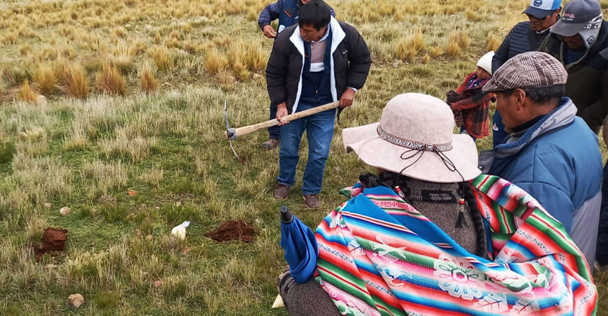 la alimentación de alpacas de color instalación pastos Puno Perú