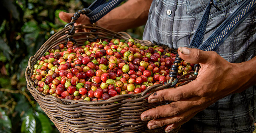 Perú exportación de café peruano