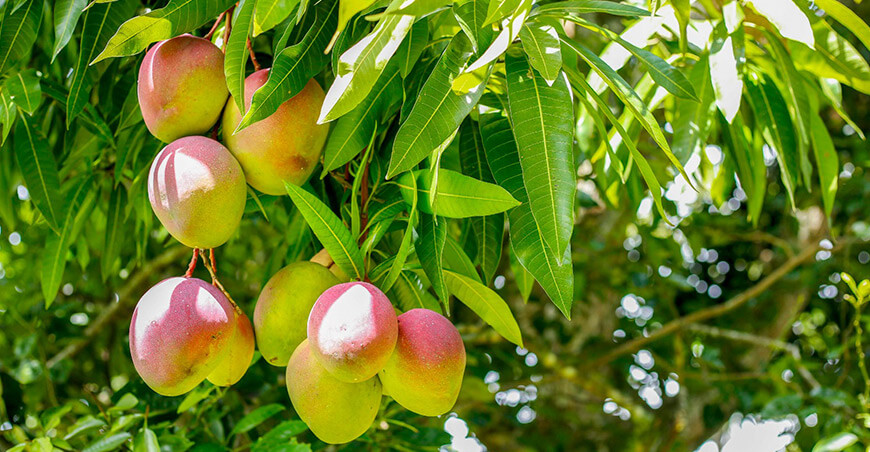Perú cultivo mango peruano 