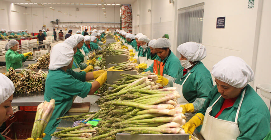 Perú exportación espárragos peruanos
