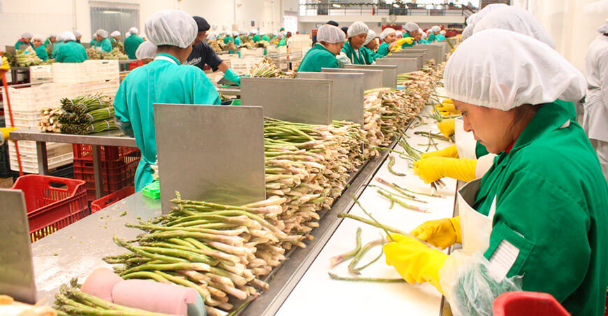 Perú exportación espárragos