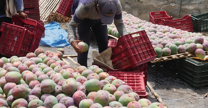 Perú exportación mango peruano