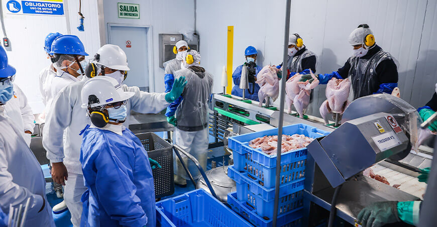 Producción avícola peruana se consolida con el primer envío de carne de pavo a Panamá