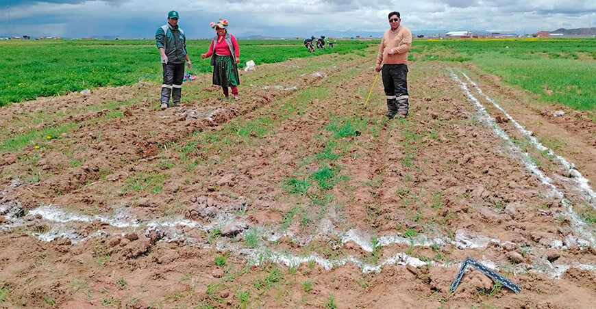 Amplían tamaño de módulos productivos para la producción de hortalizas y animales menores Puno Perú