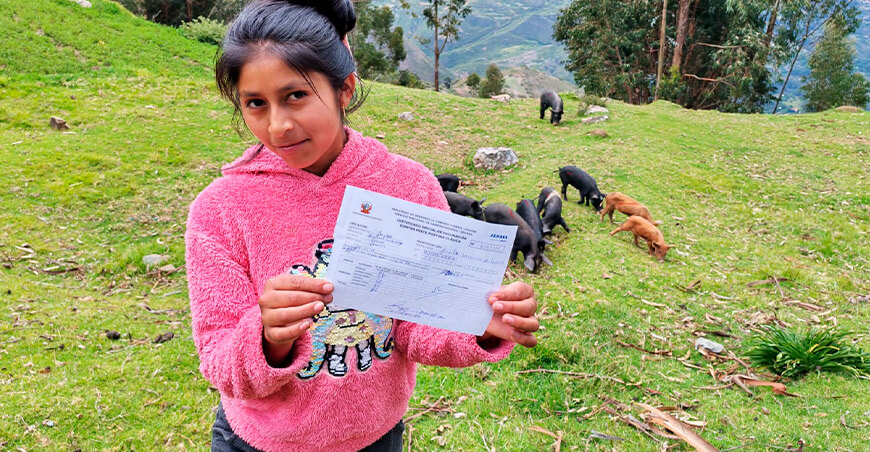 Programa PAIS y Senasa vacunan a más de 1000 cerdos contra la peste porcina en Áncash