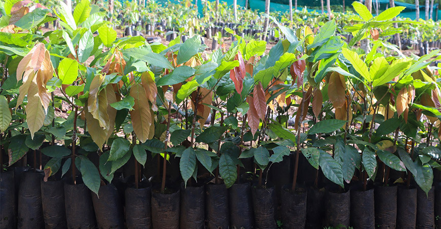 Entregarán 60 000 plantones de cacao Chuncho a 166 productores de Yanatile Cusco Perú