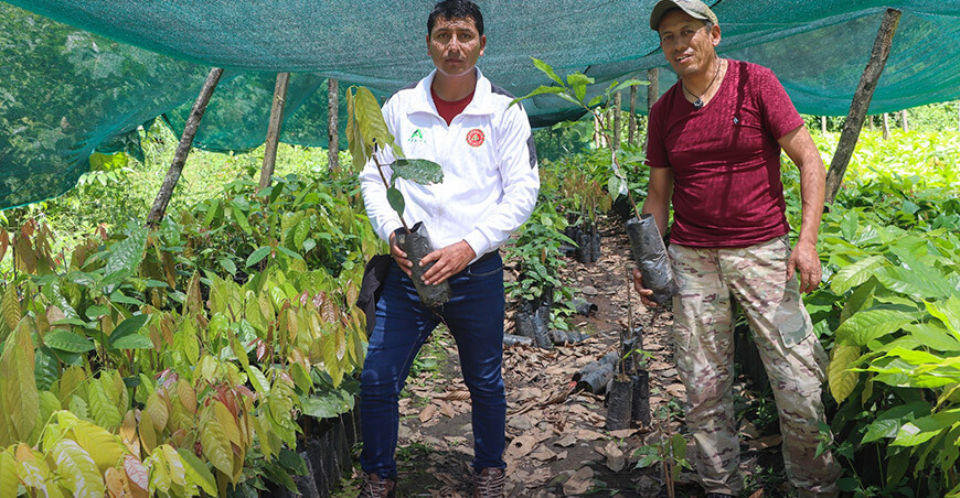 Entregarán 60 000 plantones de cacao Chuncho a 166 productores de Yanatile Cusco Perú