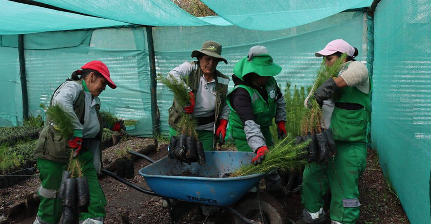 Instalarán 100 000 plantones forestales en la comunidad campesina de Punacancha San Sebastián Cusco Perú