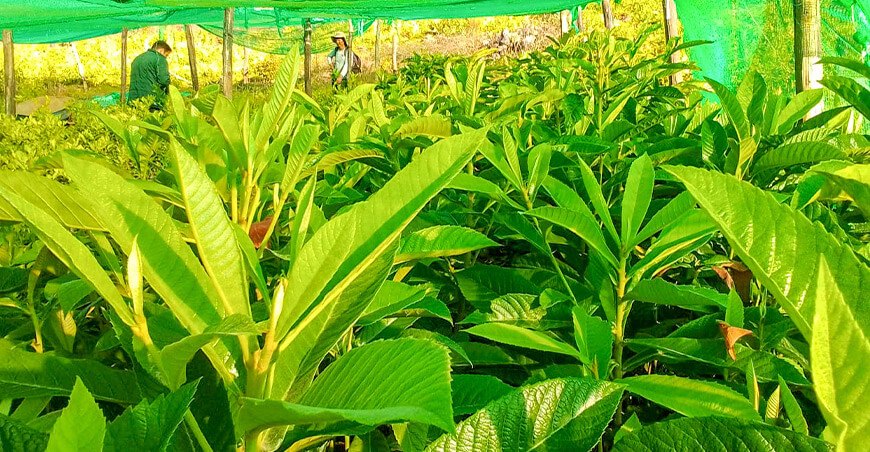 Apuestan por la diversificación frutícola y la seguridad hídrica en Colcabamba Huancavelica Perú