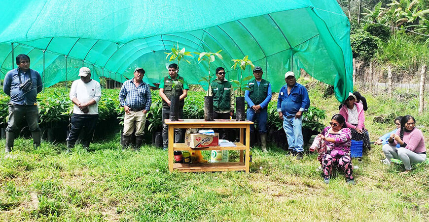 Entregaron 10 000 plantones de palto injertados a productores de Chacaybamba Junín Perú
